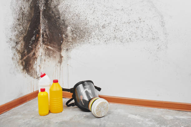 Best Mold Remediation Services  in Haltom City, TX