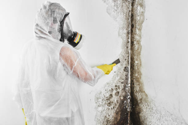 Best Certified Mold Removal  in Haltom City, TX