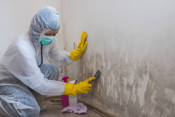 Best Commercial Mold Removal  in Haltom City, TX