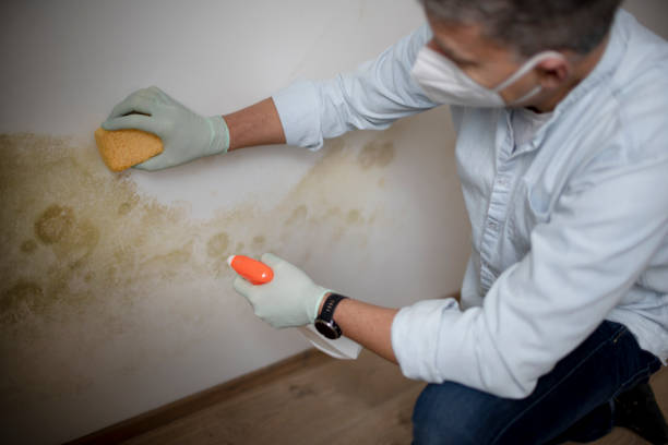 Best Professional Mold Removal  in Haltom City, TX