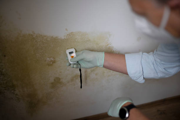 Best Mold Damage Repair  in Haltom City, TX