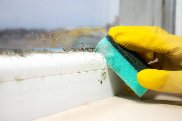 Best Local Mold Removal Service  in Haltom City, TX