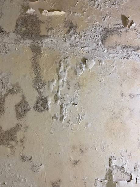 Best Attic Mold Removal  in Haltom City, TX