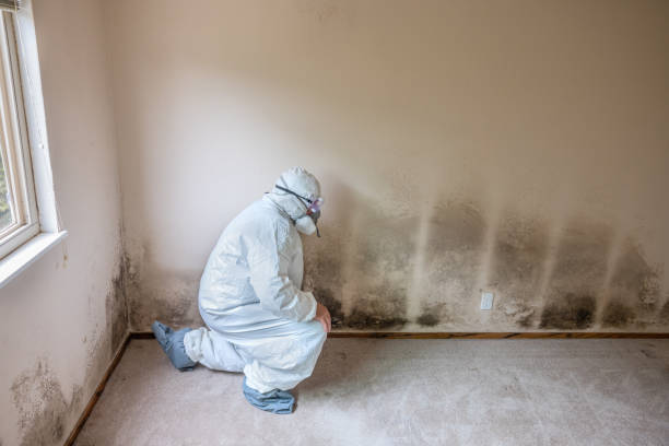 Best Toxic Mold Removal  in Haltom City, TX