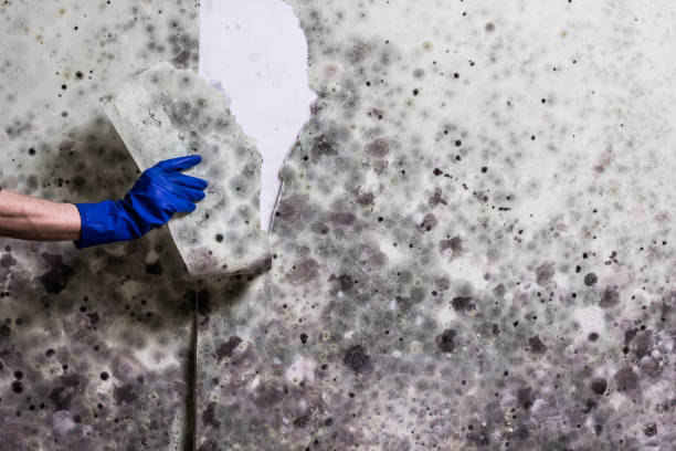 Reliable Haltom City, TX Mold Removal Solutions